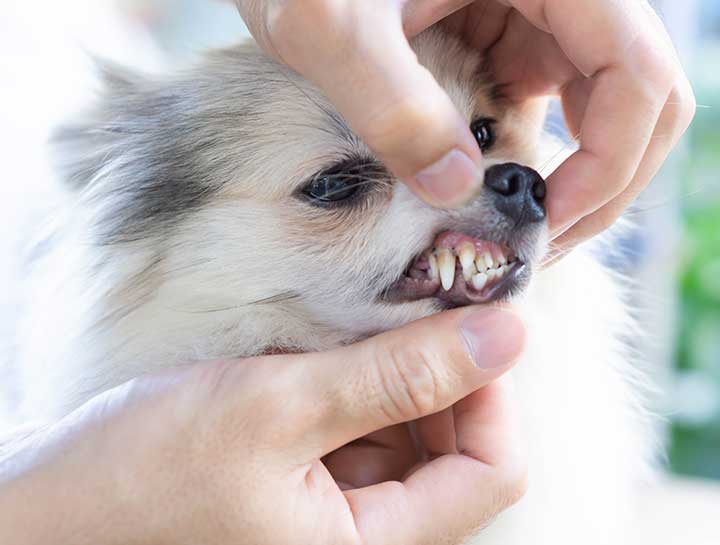 Camarillo Pet Dentist